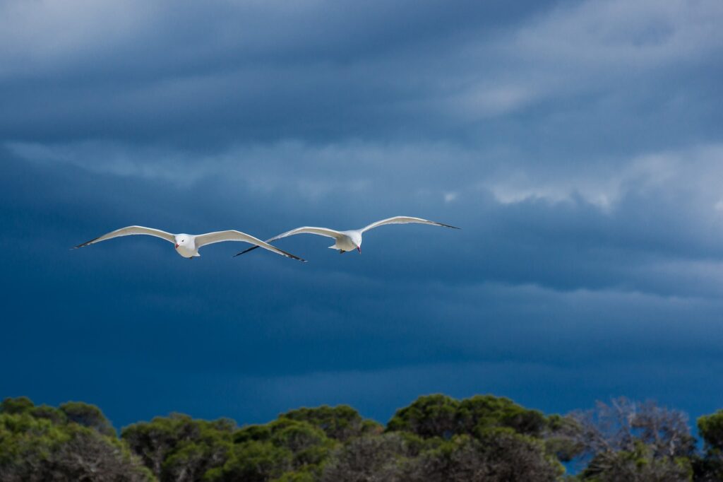 seagulls, thunderstorm, stormy clouds-6309501.jpg