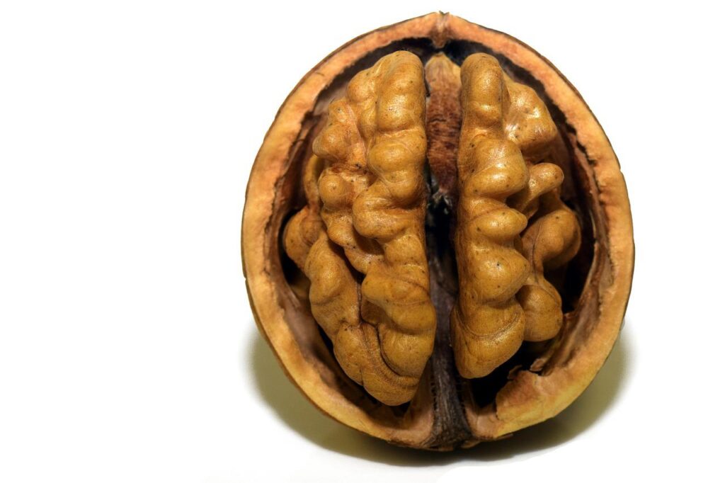 walnut, nut, shell-3072652.jpg