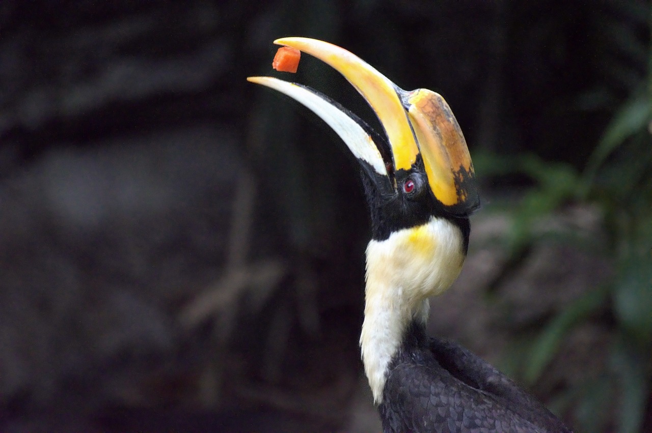 great hornbill, bird, animal-5606205.jpg